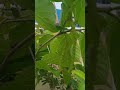 Pohon long murbei berbuah