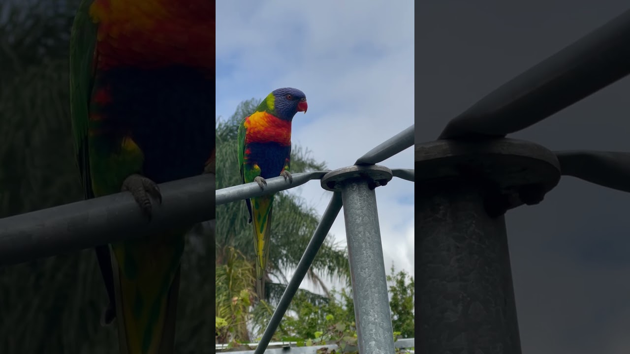 Lorikeet -#rainbow #birds #colour #lorikeet #nature #animals #wildlife