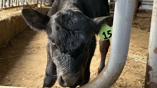 New baby bull calf | Calving continues!
