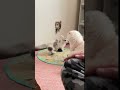 姉猫と子猫のガチバトル【短足マンチカン】#shorts