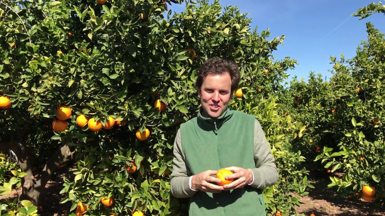 Eßbares Obst Zwergbaumsamen Zitrusfrucht Mandarine Bonsai Orangenbau 