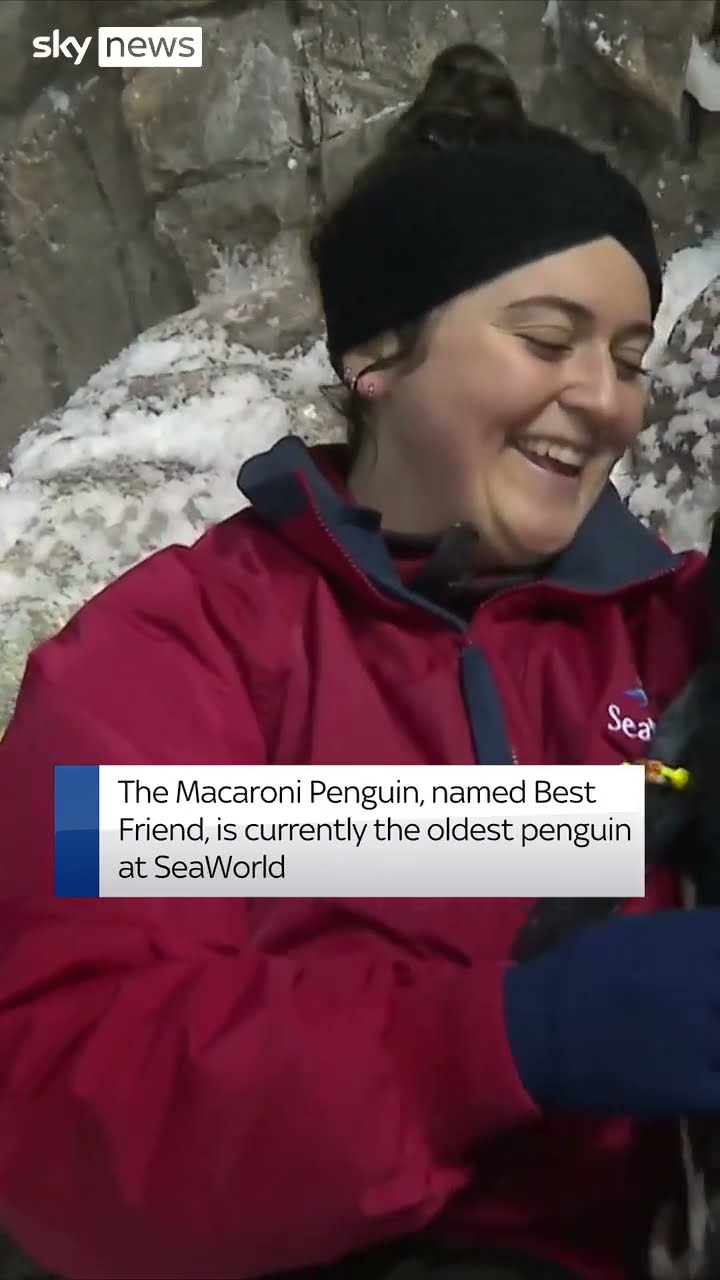 San Diego penguin turns 40 in rare feat
