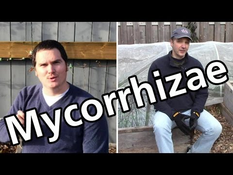 فيديو: كيف هي جمعيات mycorrhizal التبادلية؟