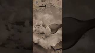 Asmr 🤤 powdery ice with crushed carbonated moon ice 😋😋