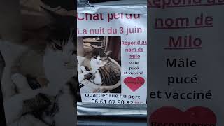 🐱🐈 perdu à Clermont-Ferrand, quartier du Port !