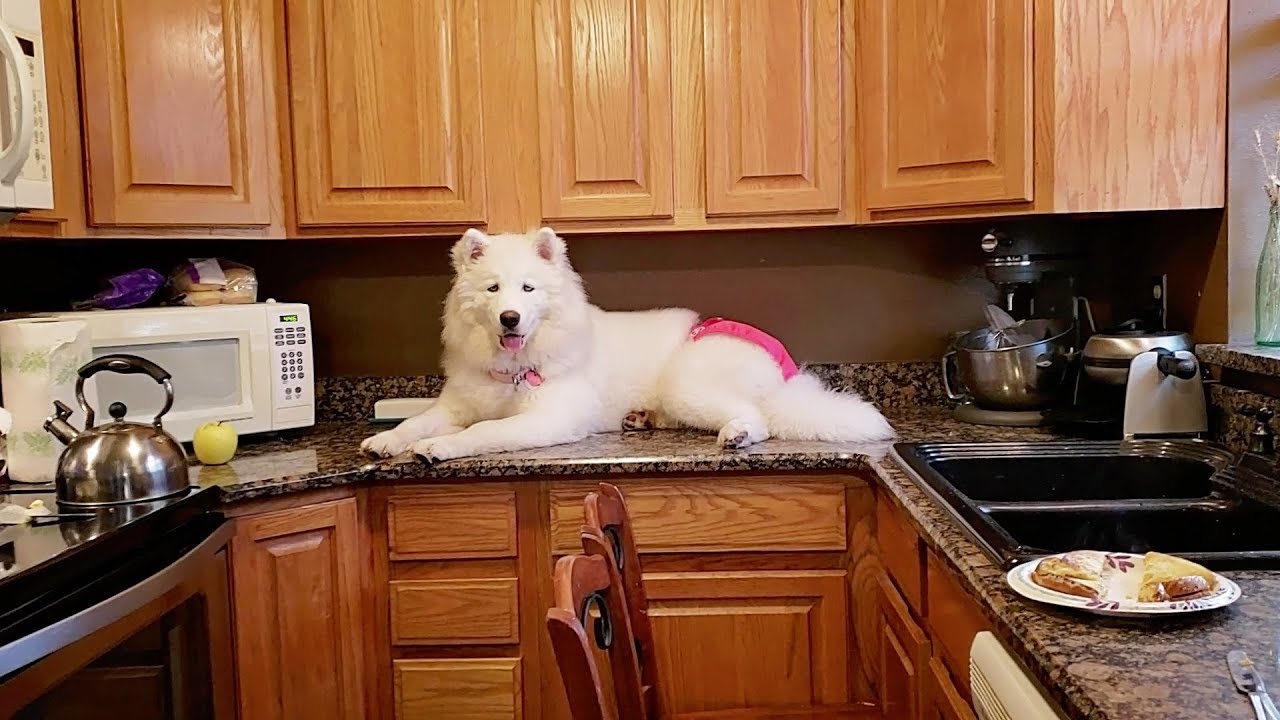 Stubborn Husky Dog Refuses To Get Off Kitchen Counter! YouTube