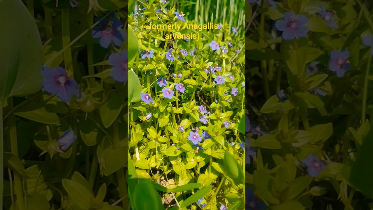 Watch formerly Anagallis arvensis।। Green village।। #greenvillage #viralvideo #youtubeshorts #nature on YouTube Watch formerly Anagallis arvensis।। Green village।। #greenvillage #viralvideo #youtubeshorts #nature on YouTube