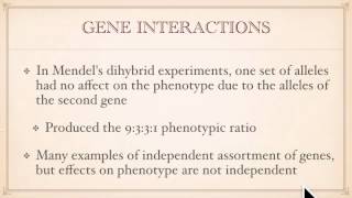 Genetics A Conceptual Approach: Chapter 4 pt 2