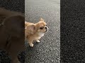 全力でうわうわ鳴いているハナ