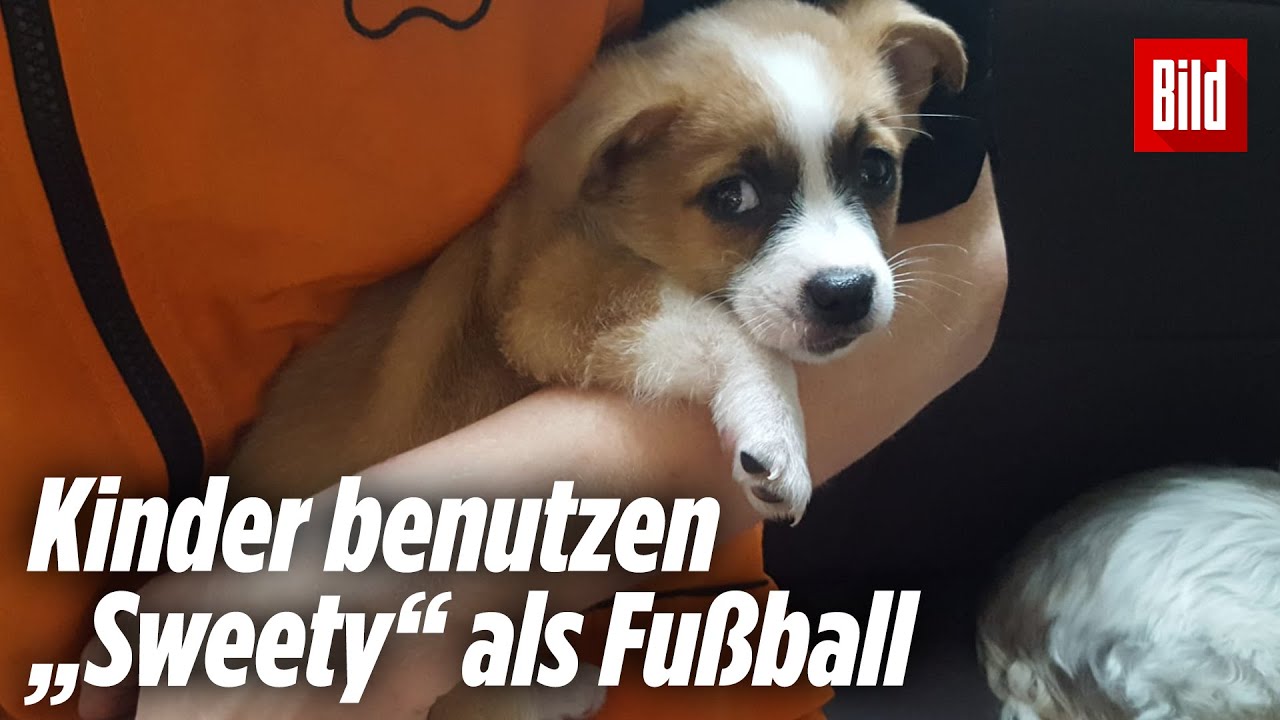 Hundewelpe „Sweety“ wurde von 10 Kindern als Fußball benutzt