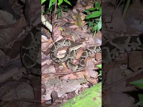 Video: Wat eten fer de lance slangen?