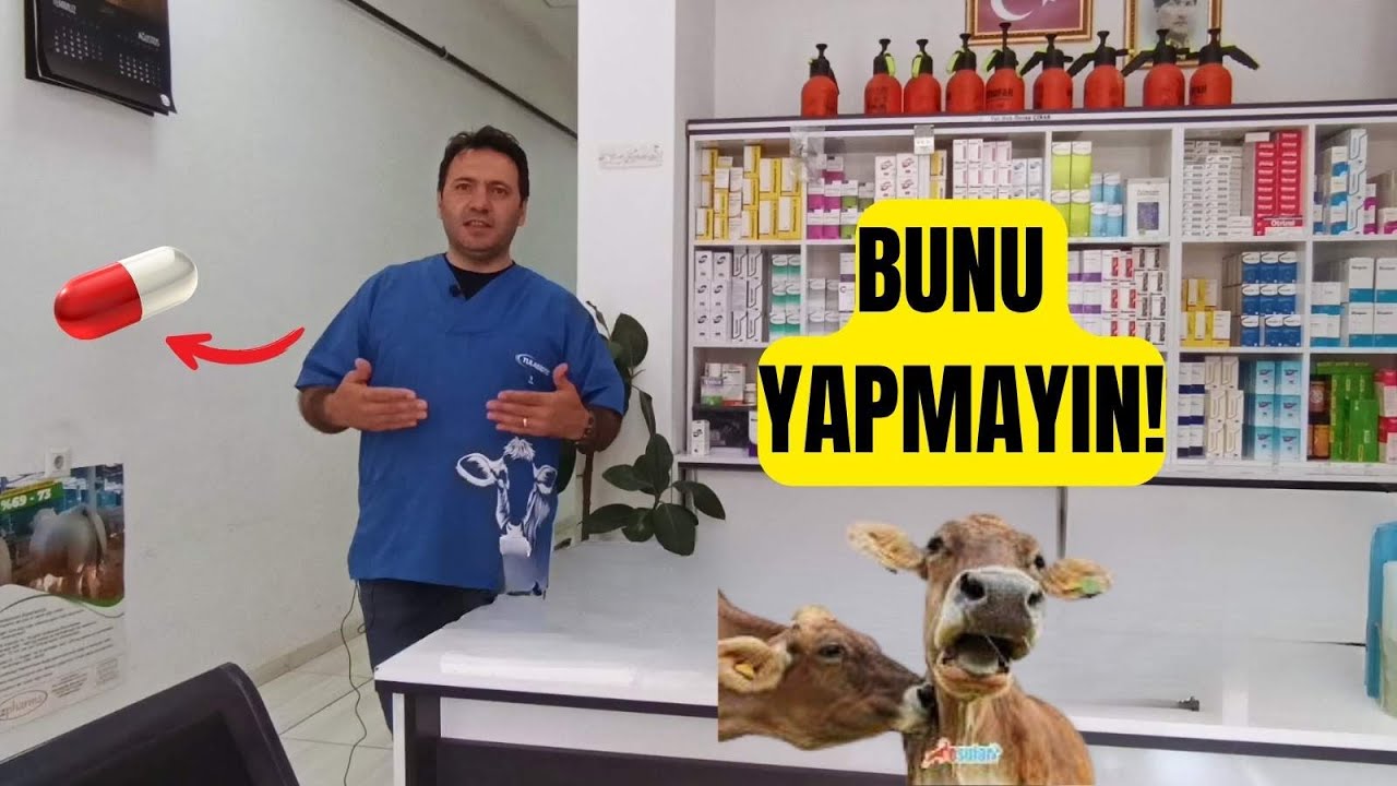 Şap Nasıl Tedavi Edilir?  Eti Yenir mi? Veteriner Hekim Anlatıyor