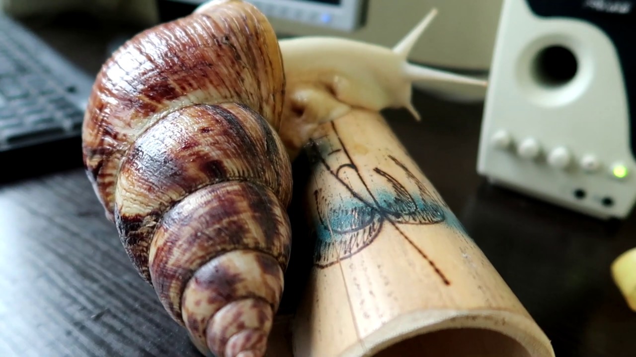 18,5 см УЛИТКА АХАТИНА РЕТИКУЛЯТА АЛЬБИНО JESSLIFE PETS - YouTube