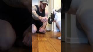 Dog surprised by magic trick viral video!