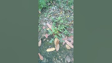 Cây cải trời hỗ trợ điều trị bướu cổ, u tuyến giáp, u hạch, u mỡ