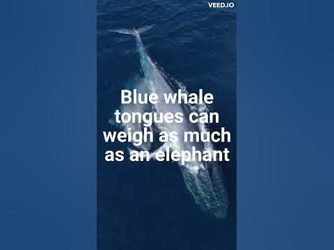 "Blue Whale Tongue = Elephant?"😱😱 #creator #shorts #knowledge #
