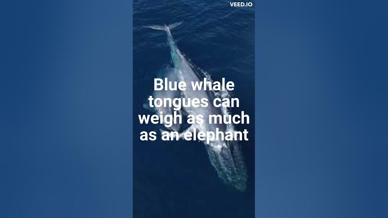 "Blue Whale Tongue = Elephant?"😱😱 #creator #shorts #knowledge #