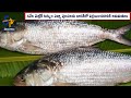 The Padma Hilsa: Bangladesh's Special Gift to Bengal this Durga Puja