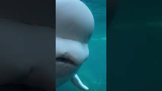 Bailey In Mystic Aquarium belugawhale findingnemo unforgettable mysticaquarium