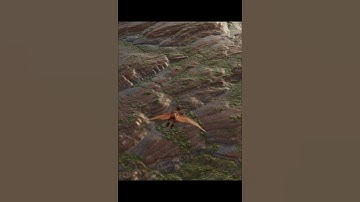 pteranodon 3D model  #blender