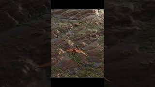 pteranodon 3D model  #blender