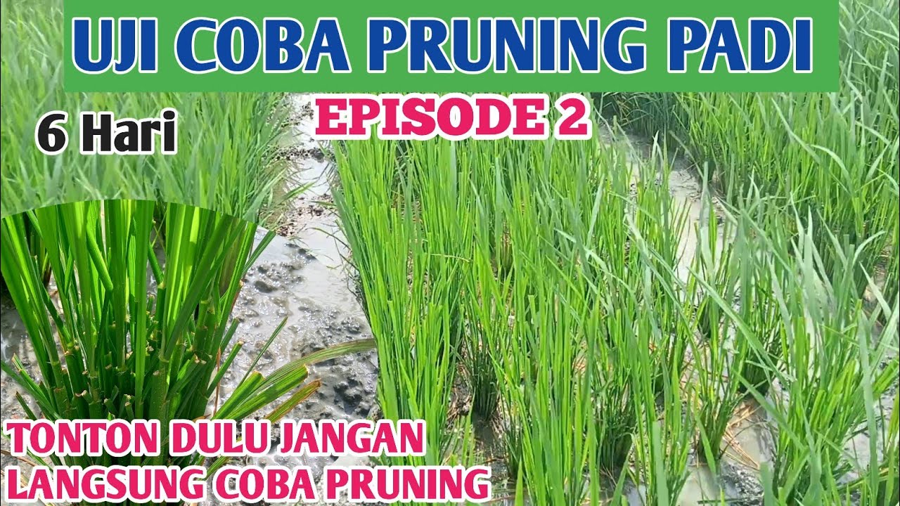 UJI COBA PRUNING PADI episode 2 LIHAT PERKEMBANGANNYA