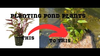 How To Plant Pond Plants the Right Way