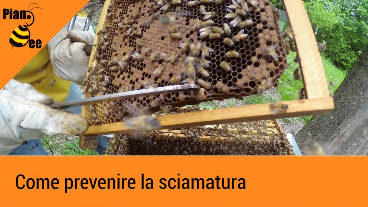 Come prevenire la sciamtura