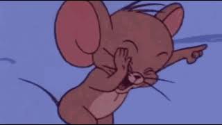 Drôles De Chats Et De Chatons Miauler 2020