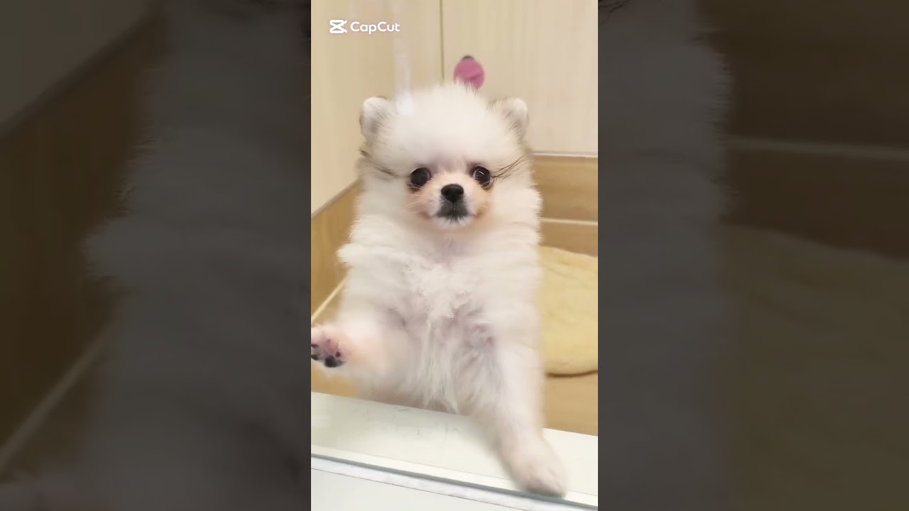 ポメラニアン | ペットショップ マルワン 小さめ子犬 美形な子猫