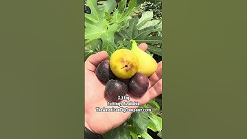 6 Cold-Hardy Fruit Trees That Produce INSANE Harvests! (Zones 5-8)