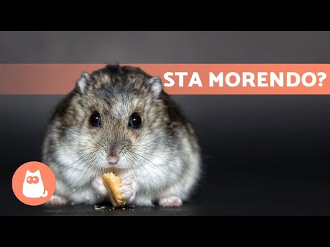 Come sapere se il tuo CRICETO sta MORENDO🐹 (5 sintomi)