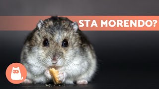 How to Tell if Your HAMSTER Is Dying (5 Symptoms) screenshot 5