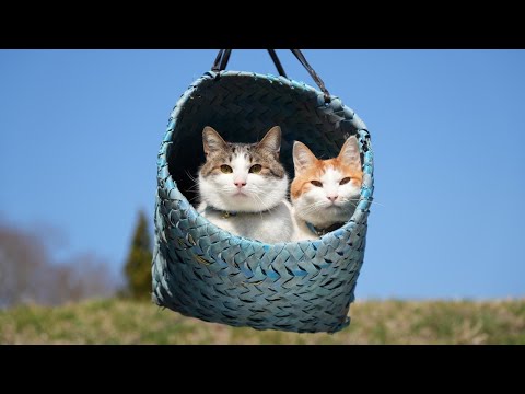 神猫 Amazon.co.jp: サチコと神ねこ様 7 (フィールコミックス) : wako: 本