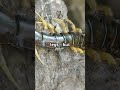 Things u never knew about Centipede #animallife #insectbite #centipede #insects #animal #nature