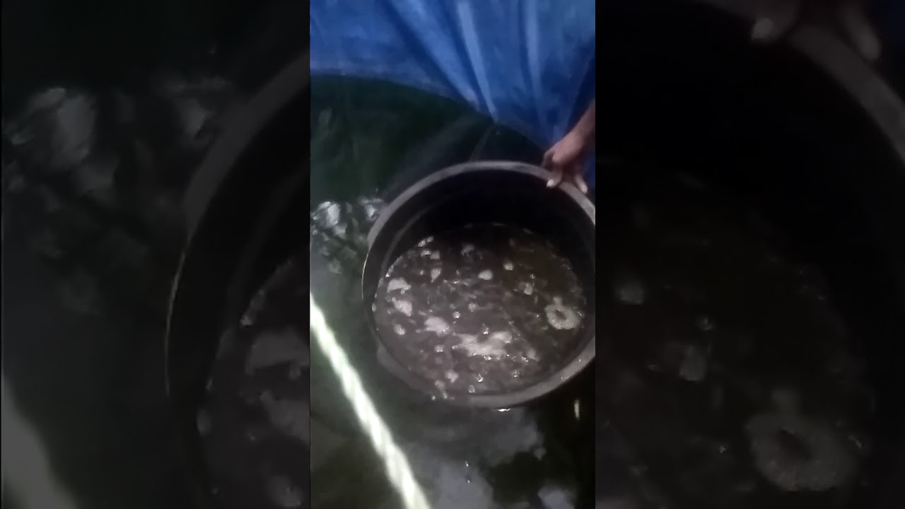 Budidaya lele sistem bioflog(4) 