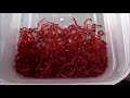 令和の釣り道楽　ﾜｶｻｷﾞ釣り　2019年2月9日　ｷｬｽﾃｨﾝｸﾞ太宰府店で赤虫購入購入　生きが良い