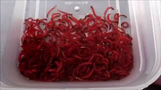 令和の釣り道楽　ﾜｶｻｷﾞ釣り　2019年2月9日　ｷｬｽﾃｨﾝｸﾞ太宰府店で赤虫購入購入　生きが良い