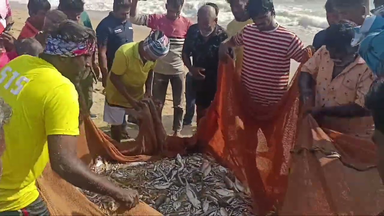 21-01-2026 அன்று பெரிய வலையில் சிக்கிய மீன்கள். கொட்டிவாக்கம் 