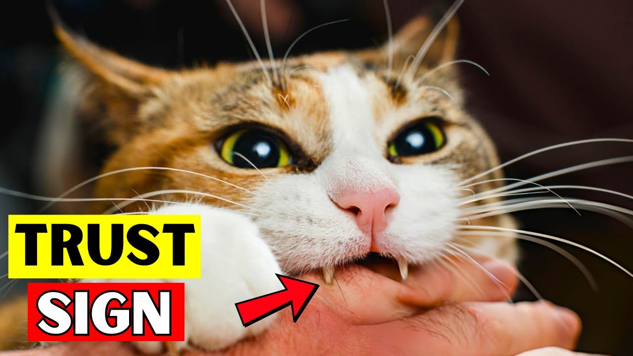 11 Signs That Your Cat Trust You (#6 is Lovely)