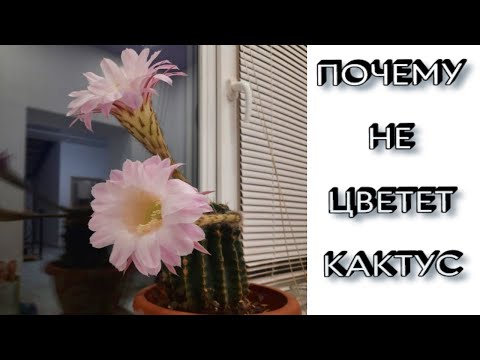 Давно Не Цветет Кактус - КАК ЗАСТАВИТЬ КАКТУС ЦВЕСТИ - Почему НЕ Цветет Кактус