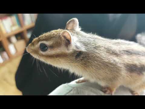 말하지 않아도 알아요~다람쥐의 몸짓신호