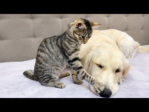 Funny Kitten Needs Constant Attention from Golden Retriever