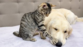 Funny Kitten Needs Constant Attention from Golden Retriever