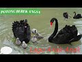 Bebek Berenang | Lagu Anak-Anak Potong Bebek Angsa