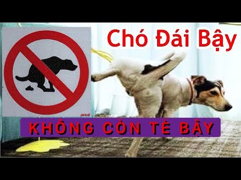 Video Mẹo Hay: Ngăn Chó Mèo Tè Bậy Trong Nhà, Đi Vệ Sinh... - youtube