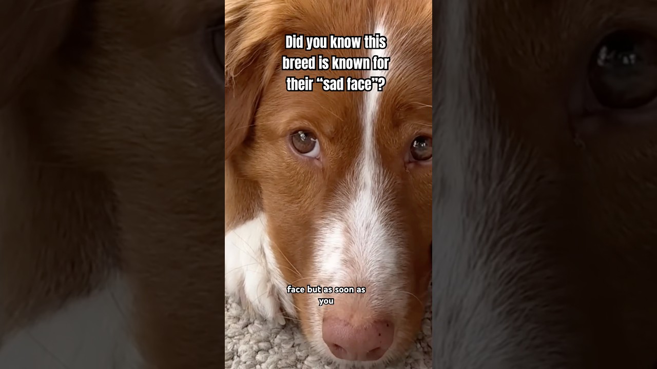 Resting sad face? 🥺 