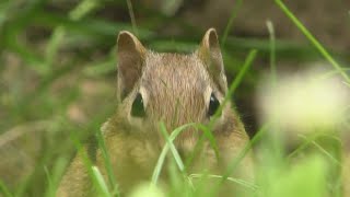 Saving your garden from booming chipmunk population