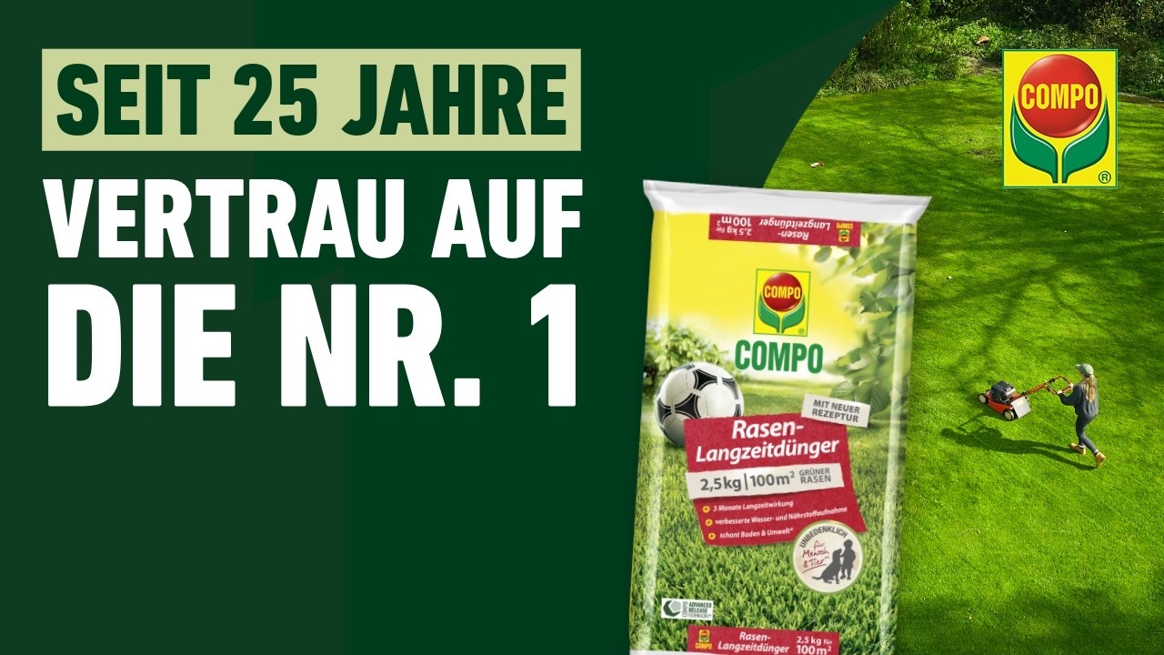 asparagus pflanze düngen Asparagus densiflorus 'Sprengeri' kaufen