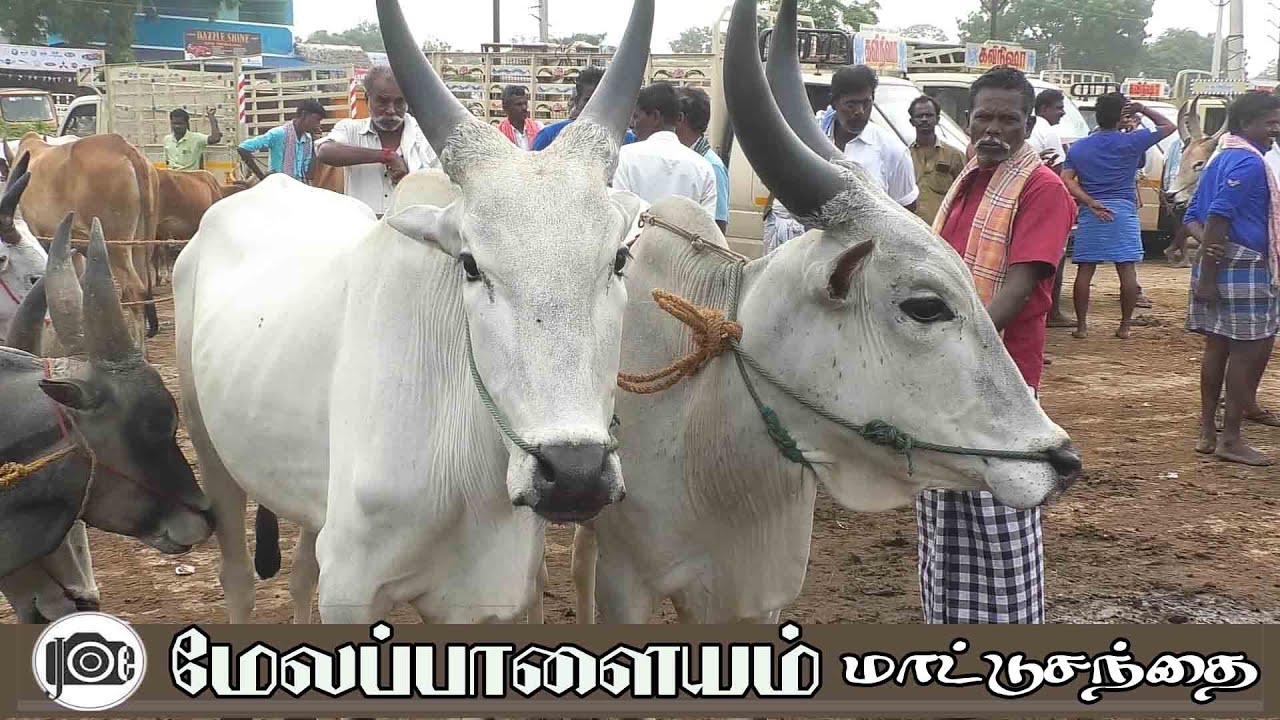 Melapalayam mattu santhai | மேலப்பாளையம் மாட்டு சந்தை - YouTube